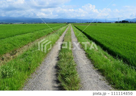 農道と田園風景 山形県庄内 111114850