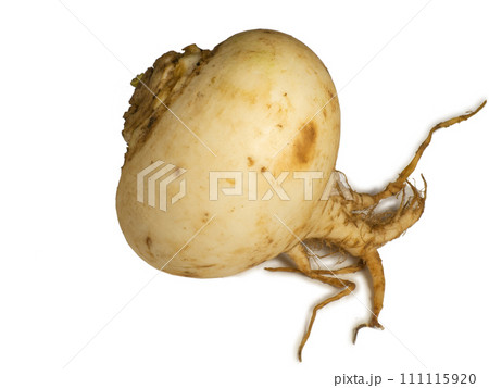 White turnip isolate. Root vegetable on a white background. Useful vegetable. Vitamin containing product. Natural turnip from the garden. 111115920