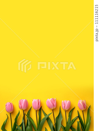 Pink tulips on yellow background, top view. Space for text 111116215
