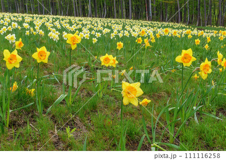 みやぎ蔵王すいせん祭り Miyagi Zao Narcissus Festival みやぎ蔵王すいせん祭り Miyagi Zao Narcissus Festival 111116258