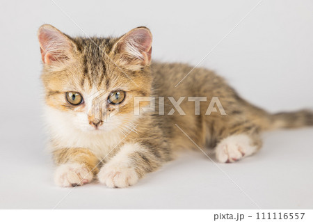 A cute, isolated, little grey Scottish Fold cat on a white background. This playful and cheerful feline is sure to bring happiness with its playful antics. 111116557