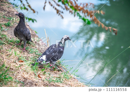 Two crossed pigeons resting calmly next to river as urban and rustic wildlife Two crossed pigeons resting calmly next to river as urban and rustic wildlife 111116558