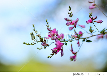 ハギの花 秋の七草 ハギの花 秋の七草 111116765