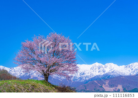 【春素材】信州・野平地区の一本桜【長野県】 111116853