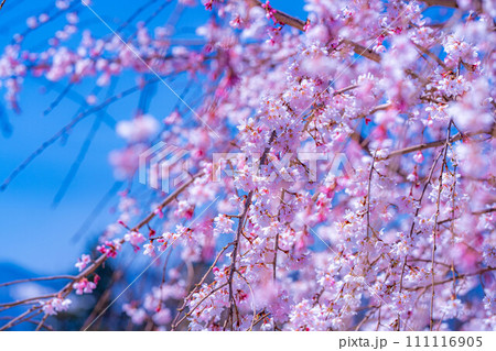 【桜素材】龍巌淵の桜と青空【静岡県】 【桜素材】龍巌淵の桜と青空【静岡県】 111116905