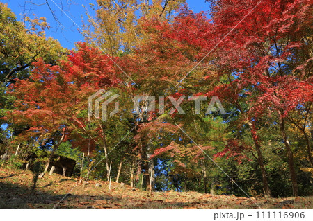 成田山新勝寺の成田山公園の紅葉 111116906