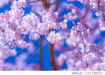 【桜素材】龍巌淵の桜と青空【静岡県】 111116913