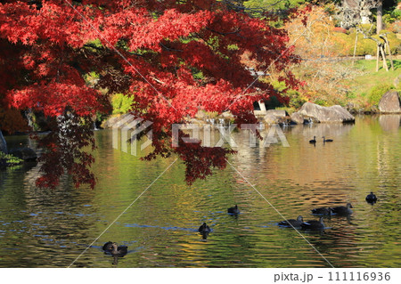 成田山新勝寺の成田山公園の紅葉 111116936