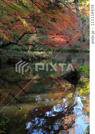 成田山新勝寺の成田山公園の紅葉 111116938