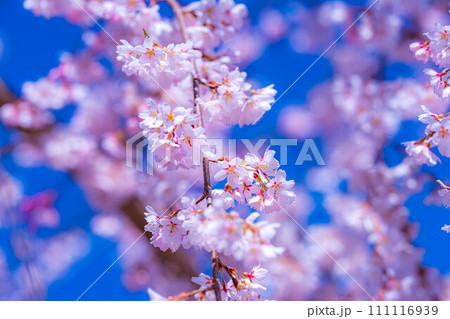 【桜素材】龍巌淵の桜と青空【静岡県】 111116939