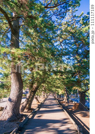 (静岡県)三保松原海岸(清水海岸)・神の道 (静岡県)三保松原海岸(清水海岸)・神の道 111117189