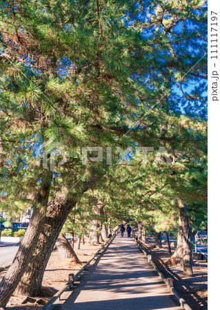 (静岡県)三保松原海岸(清水海岸)・神の道 (静岡県)三保松原海岸(清水海岸)・神の道 111117197