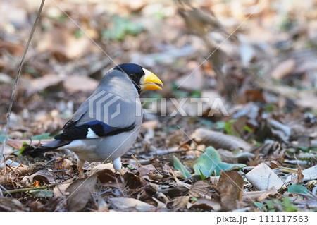 イカル イカル 111117563