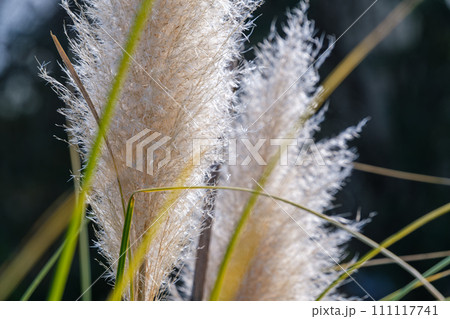 輝くシロガネヨシ 輝くシロガネヨシ 111117741