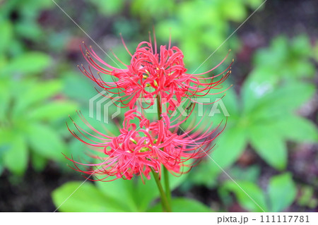 ヒガンバナの花 111117781