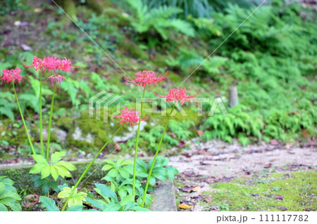 ヒガンバナの花 111117782