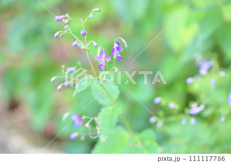 カリガネソウの花 111117786