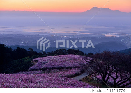 白木峰高原のコスモスと雲仙普賢岳 111117794