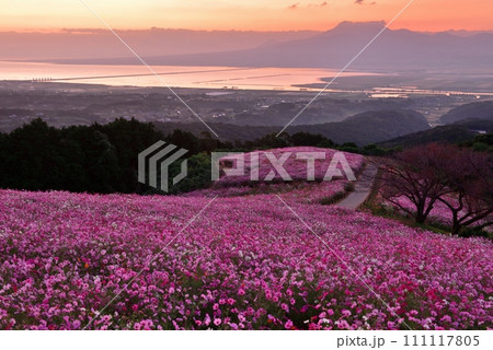 白木峰高原のコスモスと雲仙普賢岳 111117805