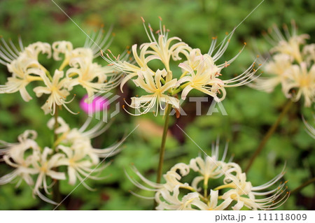 リコリスの花　白色ヒガンバナ 111118009