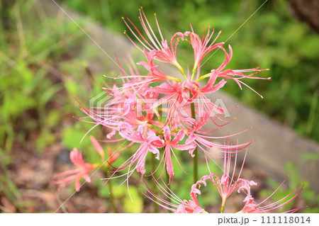 リコリスの花　ピンクヒガンバナ 111118014