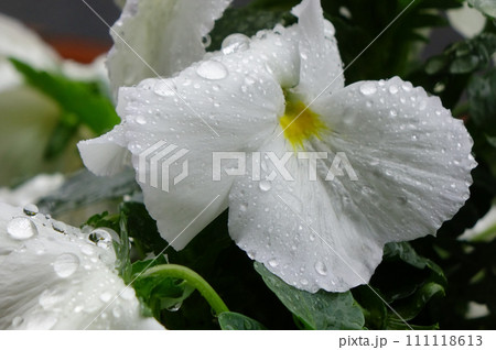 水滴、雨粒に濡れた黄色いパンジーの優美さ、可憐な花びら 水滴、雨粒に濡れた黄色いパンジーの優美さ、可憐な花びら 111118613