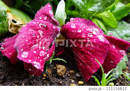 水滴、雨粒に濡れた黄色いパンジーの優美さ、可憐な花びら 111118622