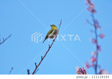 桜の枝にとまるメジロ 111119193