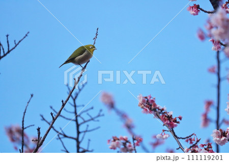 桜の枝にとまるメジロ 桜の枝にとまるメジロ 111119201