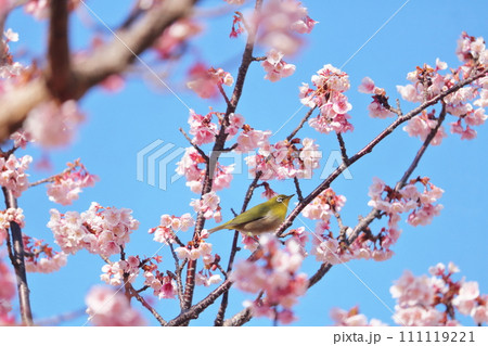 桜の蜜を吸うメジロ 111119221
