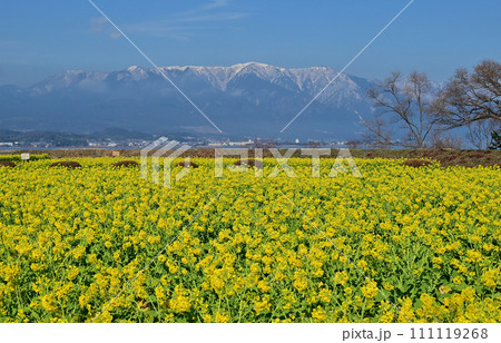 なぎさ公園 菜の花 なぎさ公園 菜の花 111119268