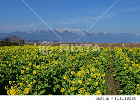 なぎさ公園 菜の花 なぎさ公園 菜の花 111119269