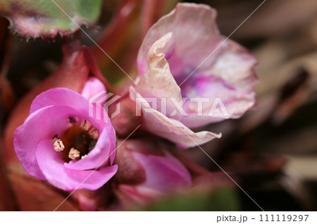 様々なピンクの濃淡が楽しめるナガバユキノシタの花(自然光+ストロボ、マクロ接写撮影) 様々なピンクの濃淡が楽しめるナガバユキノシタの花(自然光+ストロボ、マクロ接写撮影) 111119297
