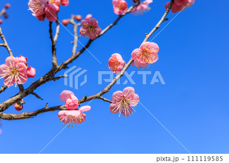 早春に咲き誇る紅梅 111119585