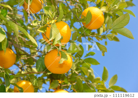 美味しそうに実った柚子の実 111119612