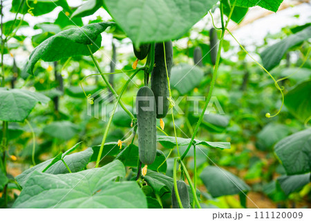 growing big tasty cucumbers in huge greenhouse growing big tasty cucumbers in huge greenhouse 111120009
