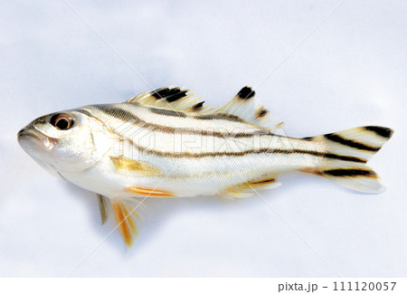 花水川の河口でハゼを釣っていたらコトヒキが掛かった 花水川の河口でハゼを釣っていたらコトヒキが掛かった 111120057