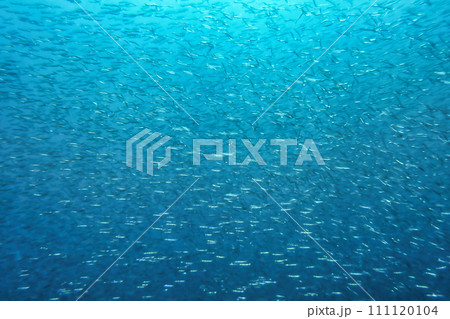 イカナゴの大群2 イカナゴの大群2 111120104