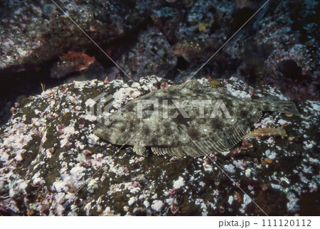 岩に擬態化するヒラメ 岩に擬態化するヒラメ 111120112