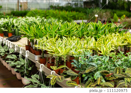 Potted houseplants in salesroom of floral shop Potted houseplants in salesroom of floral shop 111120975