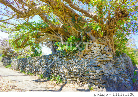 与路島のサンゴの石垣とそこに食い込むガジュマルの木 与路島のサンゴの石垣とそこに食い込むガジュマルの木 111121306