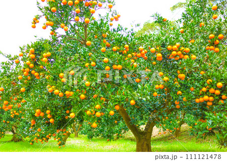 奄美のたんかん畑 111121478