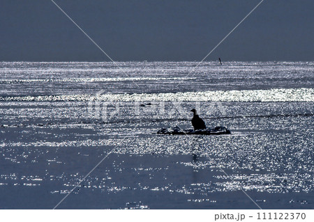 流氷にオオワシ、氷ボンデン 流氷にオオワシ、氷ボンデン 111122370