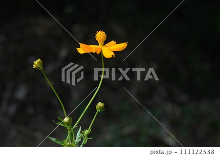 キバナコスモスの花 キバナコスモスの花 111122538