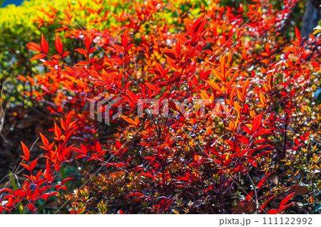 赤く色づいた南天の葉 赤く色づいた南天の葉 111122992