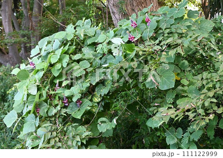 クズ（葛）の花・食材・秋の七草 111122999