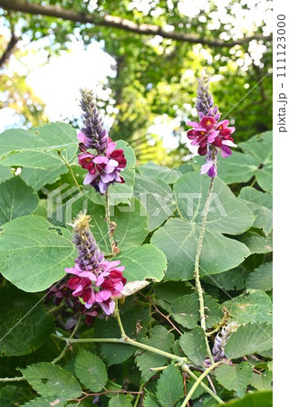 クズ（葛）の花・食材・秋の七草 111123000