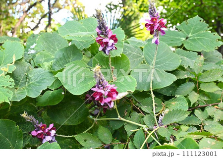 クズ（葛）の花・食材・秋の七草 111123001