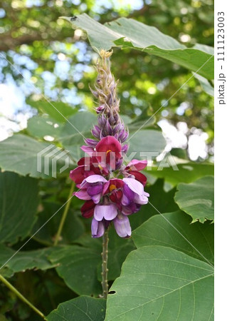 クズ(葛)の花・食材・秋の七草 クズ(葛)の花・食材・秋の七草 111123003