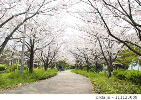 大野川緑陰道路（桜のトンネル）／大阪府大阪市西淀川区百島 111123009